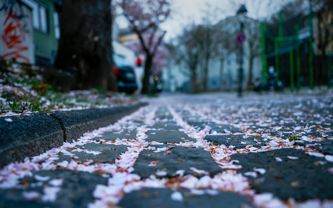 Лепестки сакуры на улице в Бонне, Германия