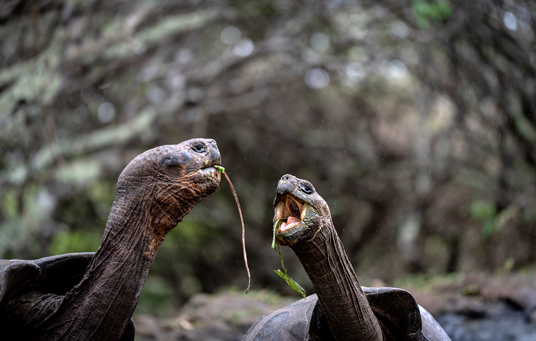 Гигантские черепахи кормятся в Национальном парке Галапагосских островов