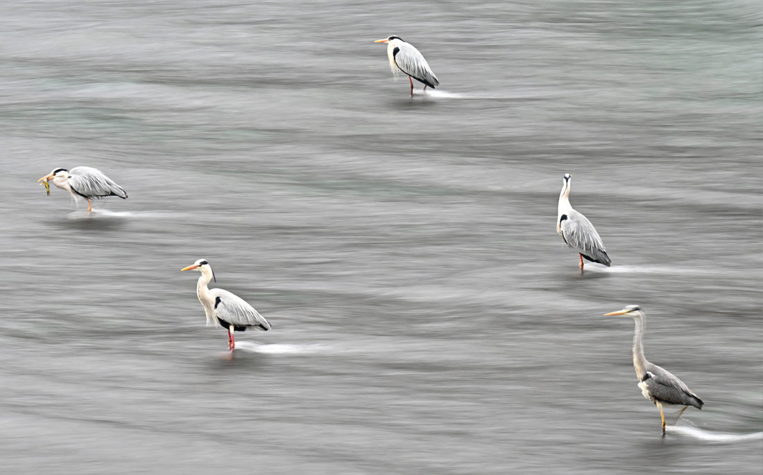 Цапли ловят рыбу на плотине в Чэнду, Китай