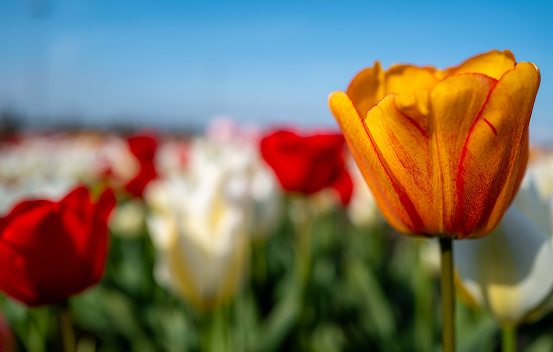 Поля цветущих тюльпанов в Турине