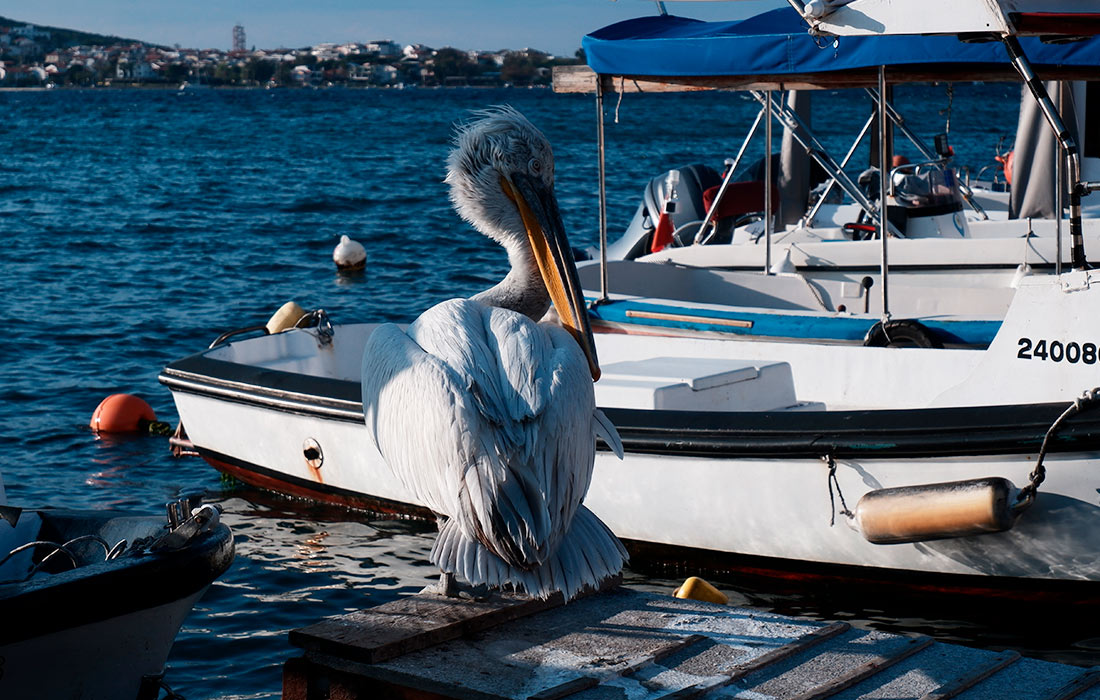Пеликан на пирсе в Фоче, Измир