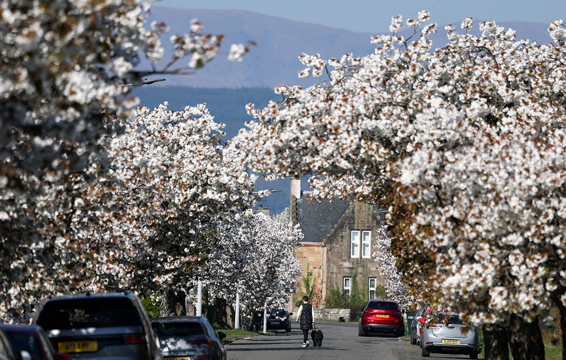 Цветение вишни в Хеленсбурге, Шотландия