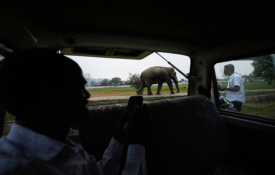 Турист фотографирует слона около заповедника дикой природы Амчанг в Индии