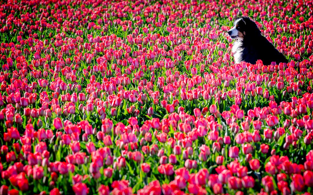 Тюльпановые поля в деревне Нордвейкерхаут в Нидерландах