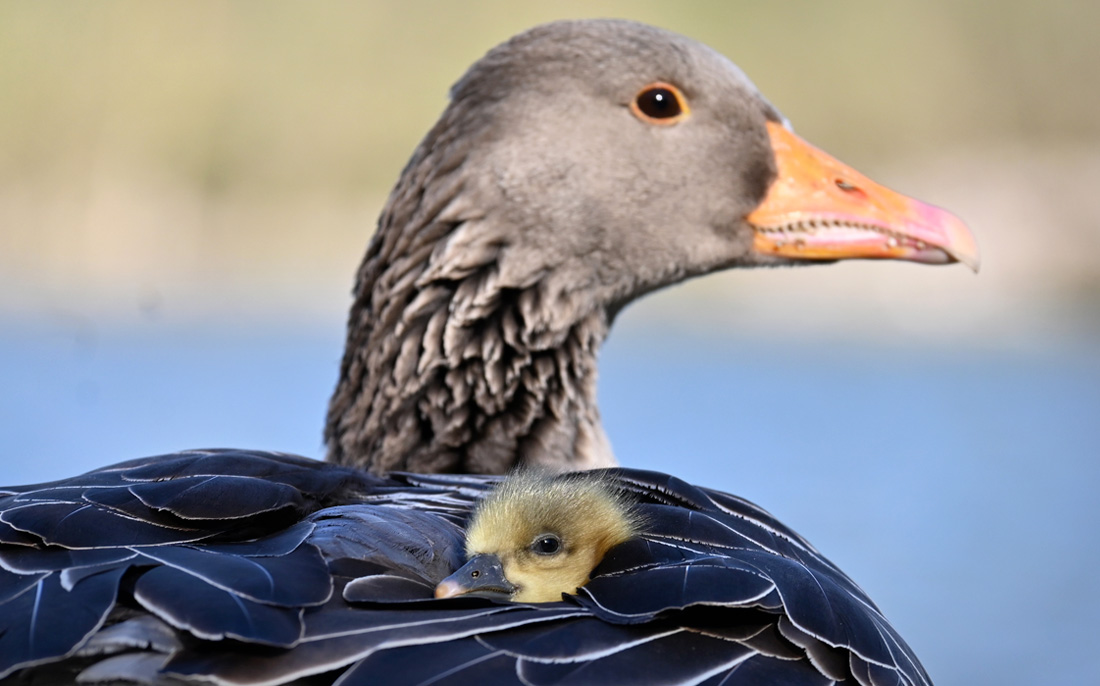 Гусенок греется под крылом у мамы в саду в Мюнхене