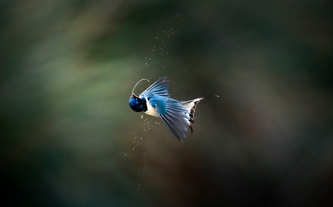 Ласточка в водно-болотных угодьях в Бурсе, Турция
