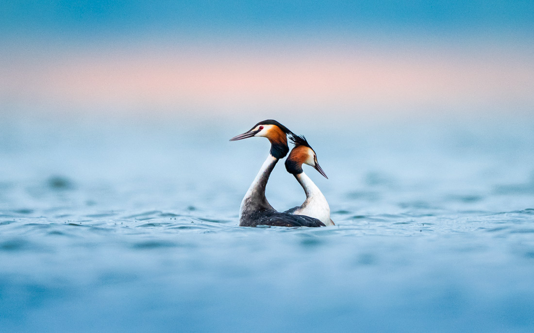 Чомги в пруду в Бурсе, Турция