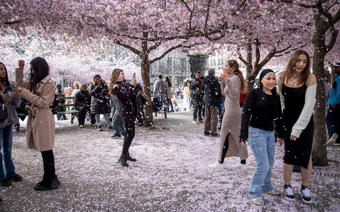 Цветущая сакура в парке Стокгольма, Швеция