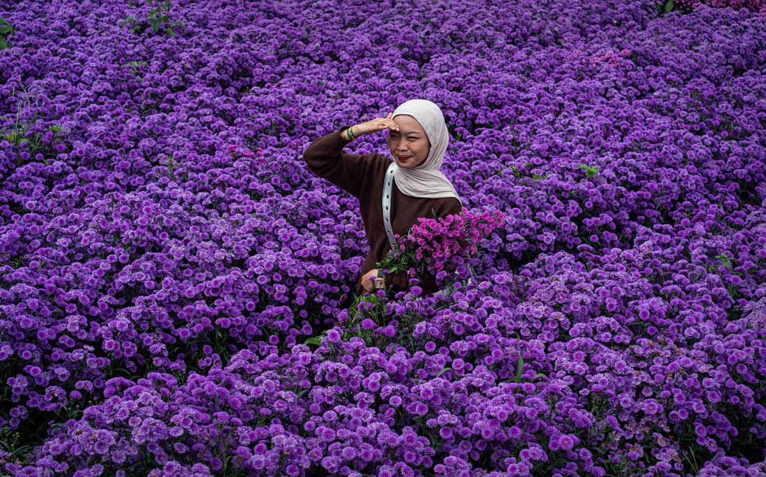 Цветение хризантем в индонезийском Бандунге