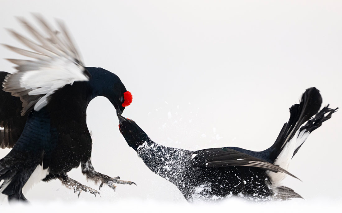 Тетерева в швейцарских Альпах