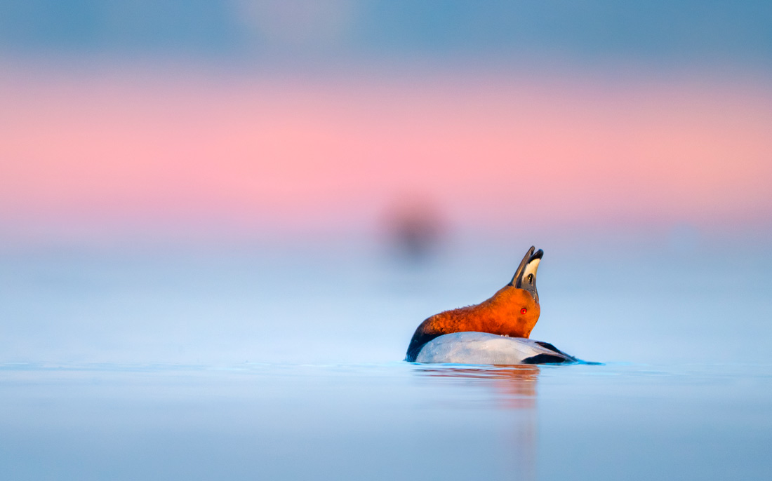 Утка на озере Улуабат в Турции