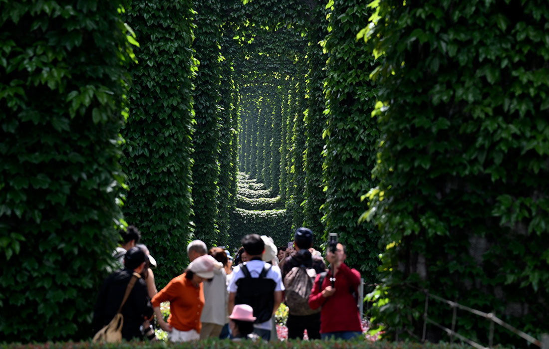 Коридор из лиан в китайской провинции Сычуань