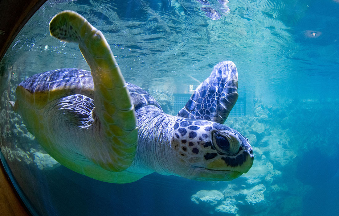 Новый аквариум открылся в Океанографическом музее в Штральзунде (Германия)