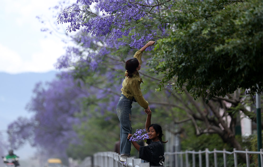 Цветение жакаранды в долине Катманду, Непал