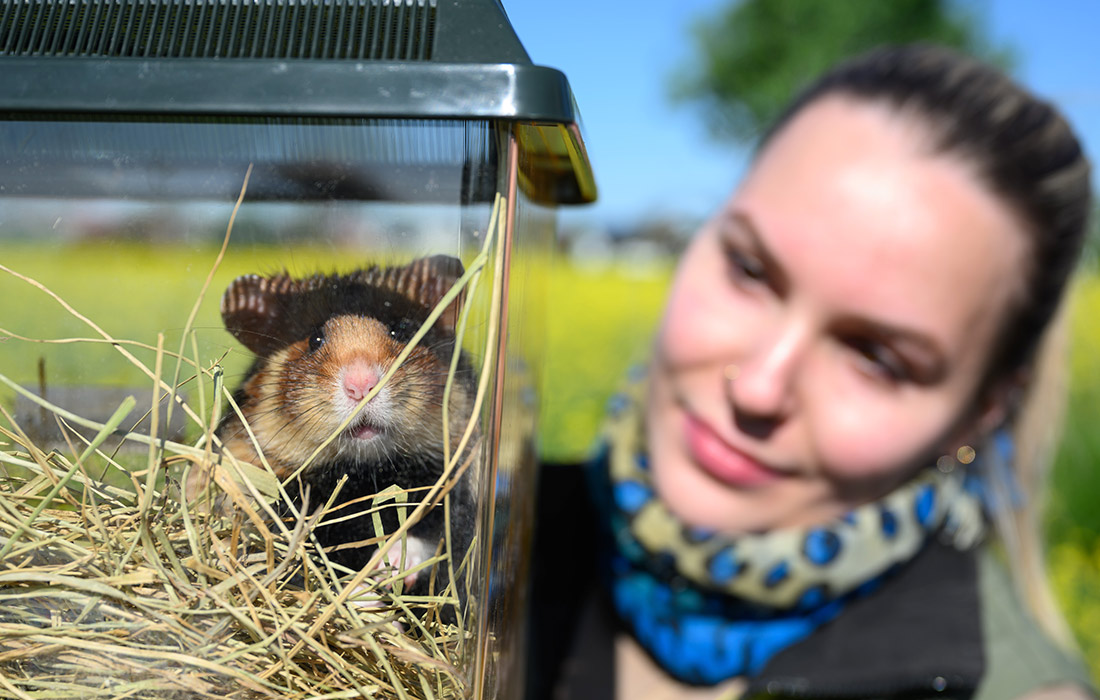 Лейпцигский зоопарк расширяет проект по выпуску хомяков в дикую природу
