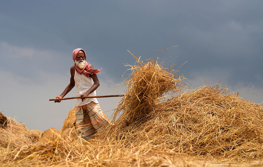 Уборка риса на северо-востоке Бангладеш