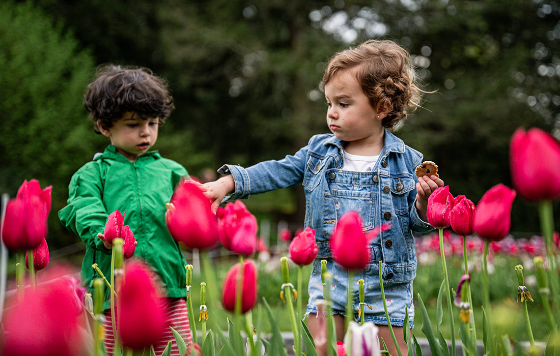 Ежегодный фестиваль тюльпанов Tulips Mania в американском штате Массачусетс