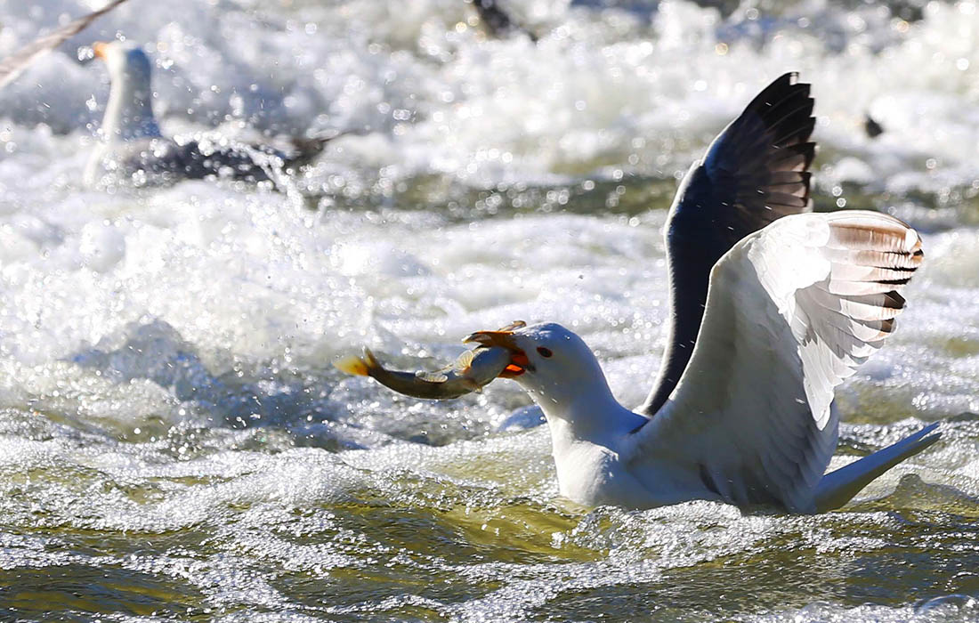 Чайка поймала кефаль в Ване, Турция