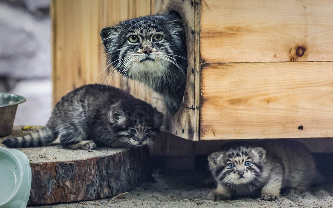 Котята манула в Новосибирском зоопарке