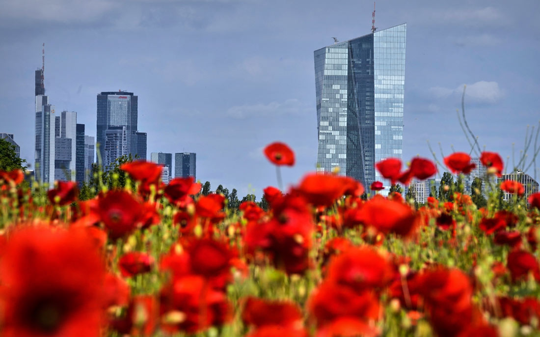Цветение маков во Франкфурте