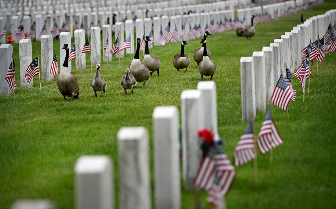 Гуси прогуливаются вдоль надгробий на национальном кладбище в Денвере, штат Колорадо