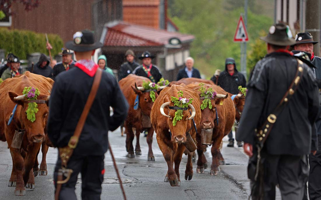 Пастухи из региона Гарц (Германия) прогоняют через деревню коров на выставку крупного рогатого скота