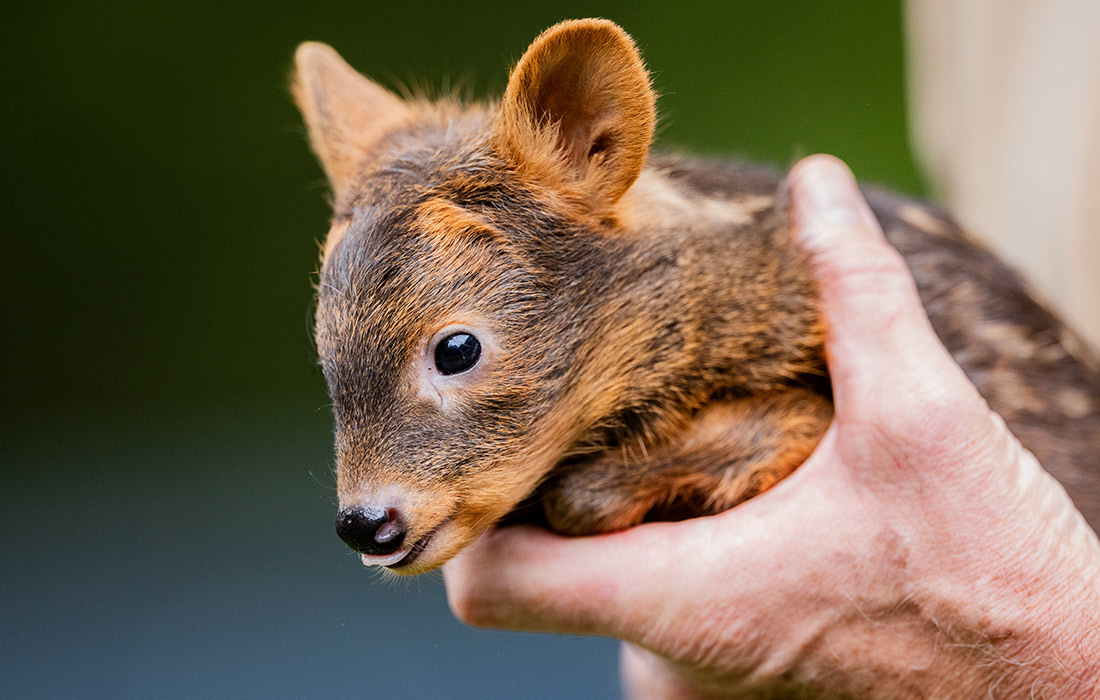 Два детеныша находящегося под угрозой исчезновения южного пуду родились в Кёльнском зоопарке в мае