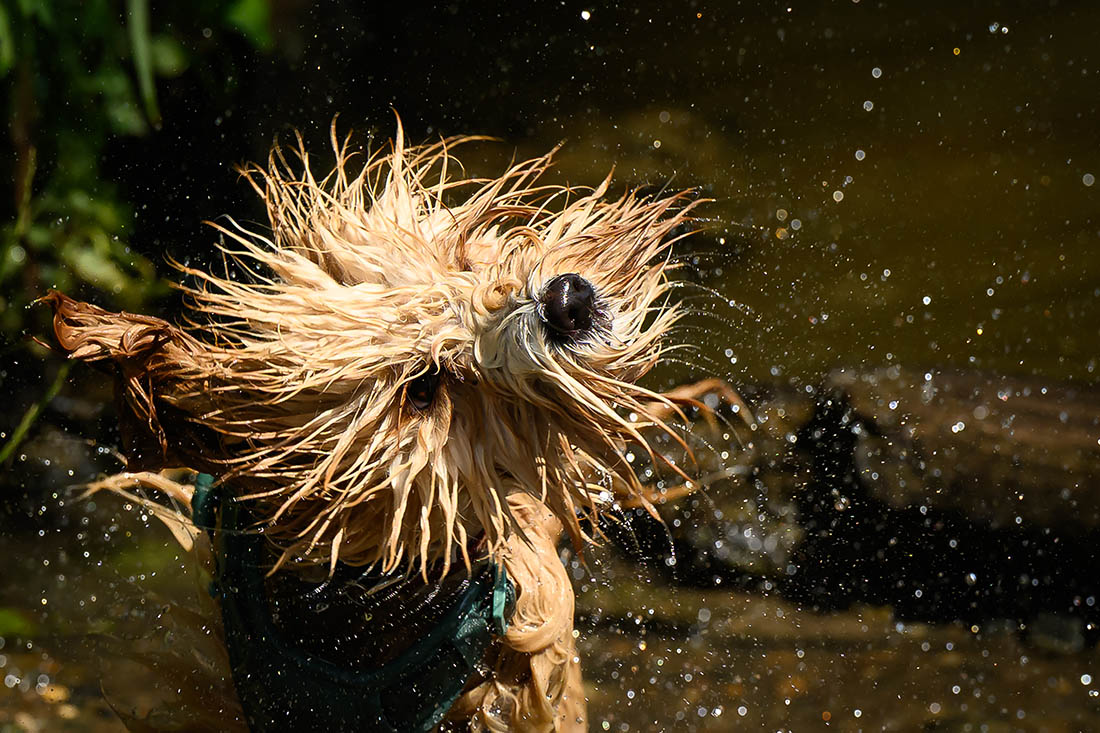 Собака спасается от жары в Лондоне