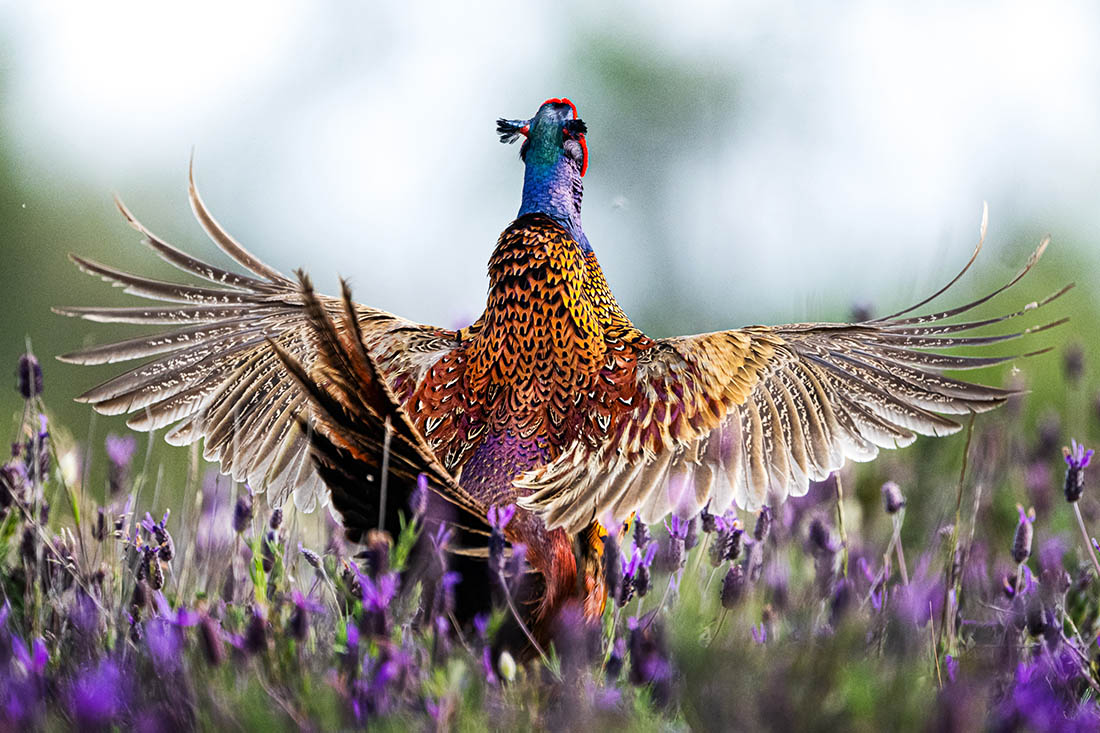 Фазан на лавандовом поле в Бурсе, Турция