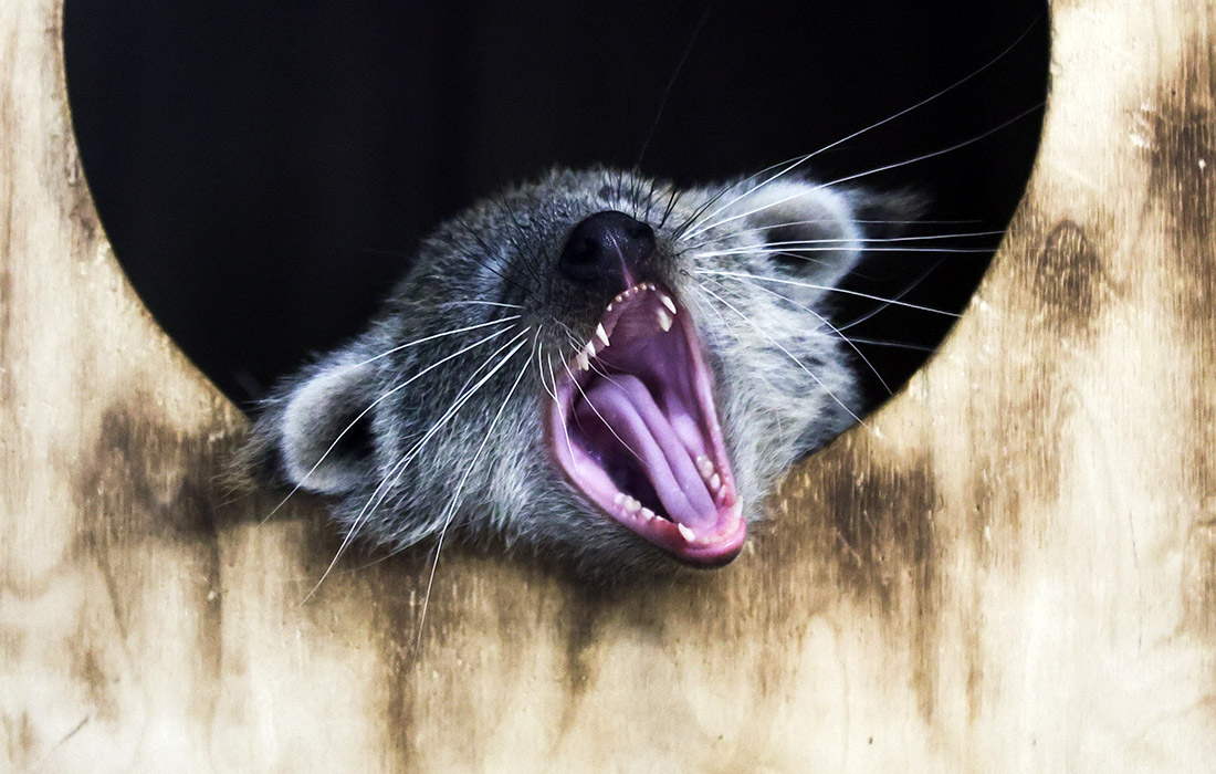 Бинтуронги в Новосибирском зоопарке