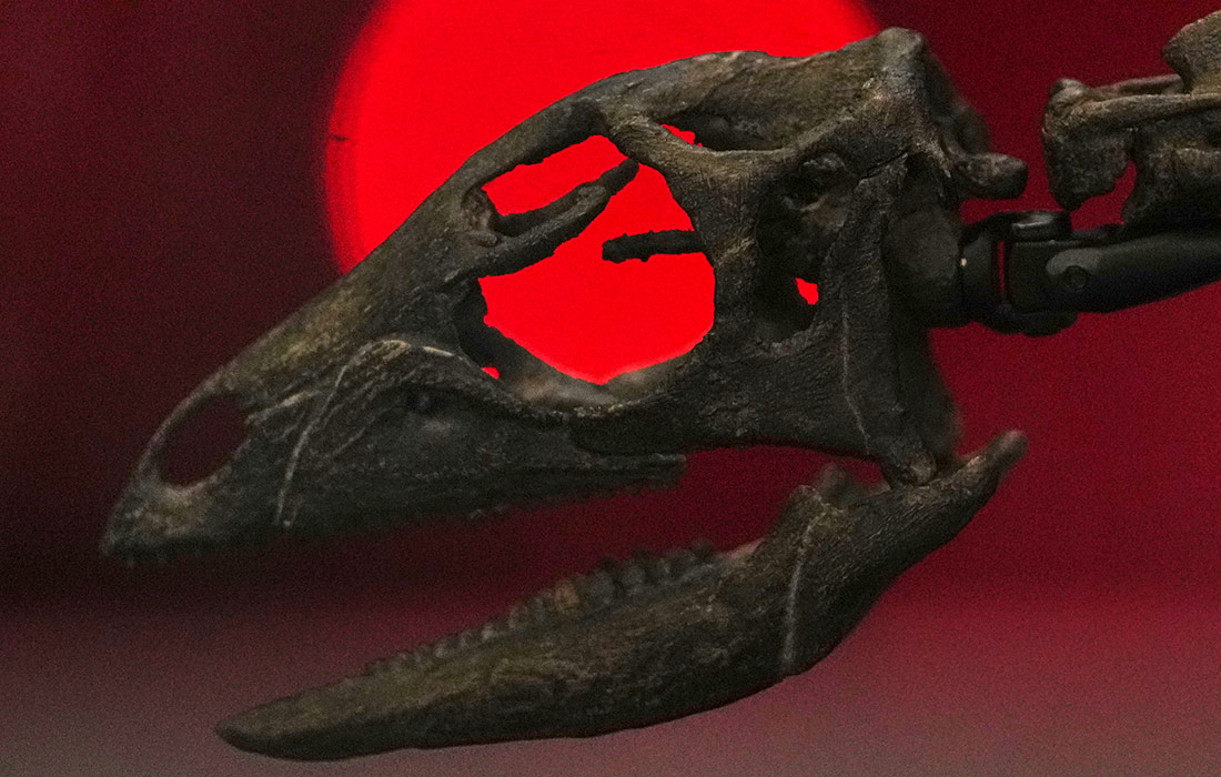 Скелет двуногого травоядного динозавра в Музее естественной истории в Лондоне