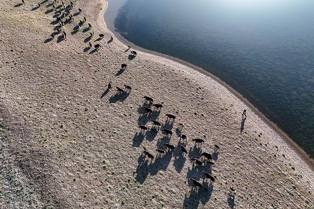 Выпас яков в Лхасе