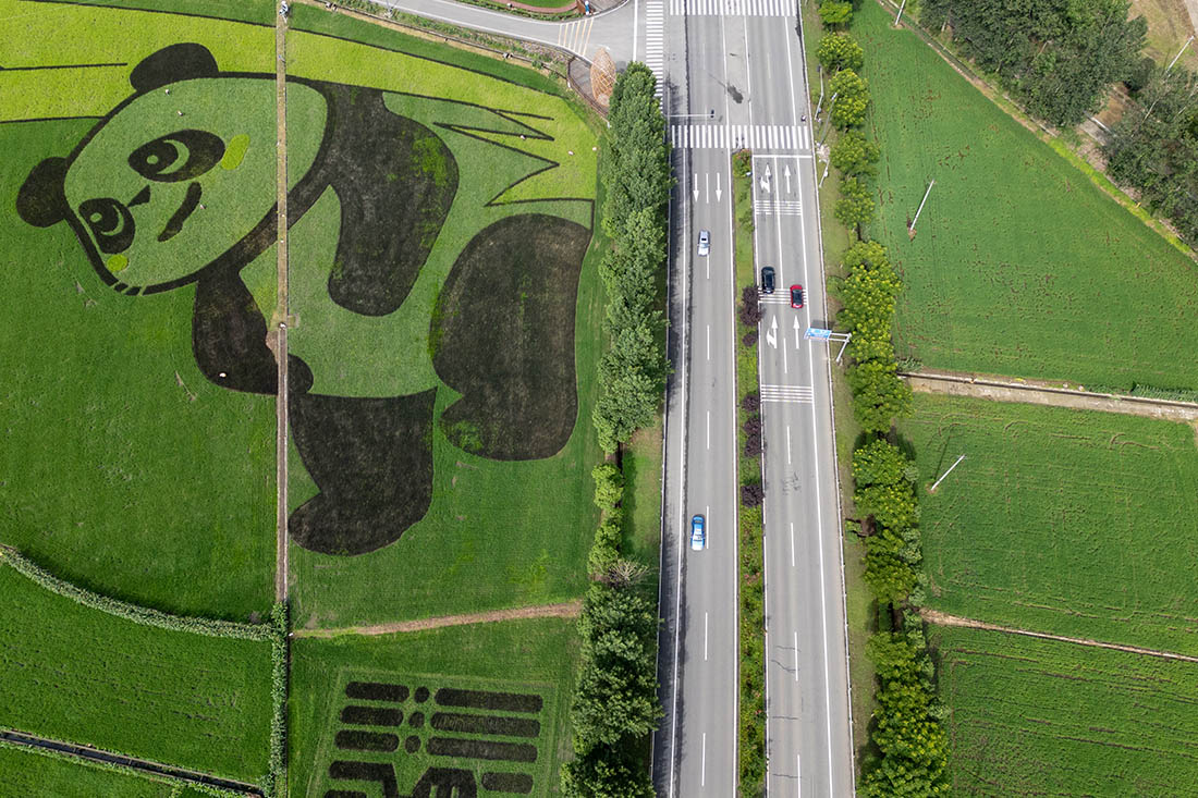 Гигантский рисунок панды на поле в Ченду