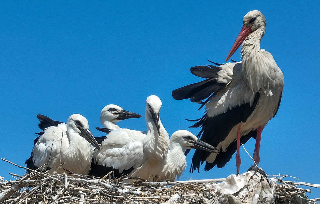 Аисты в Херсонской области