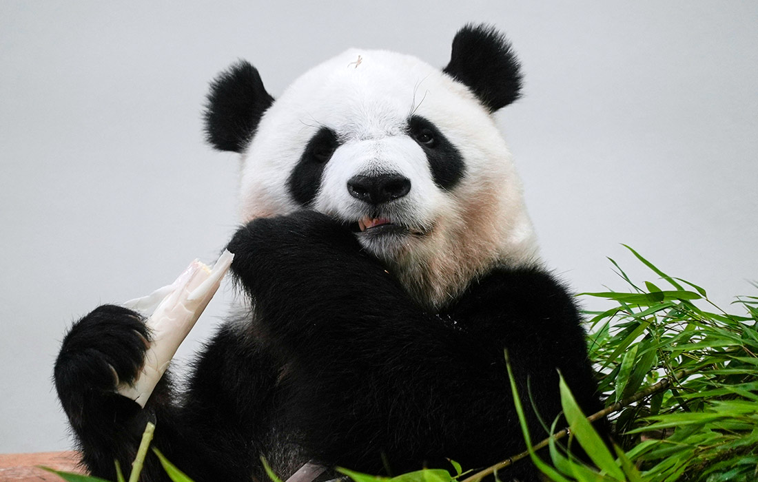 Четыре гигантские панды, отданные в аренду зоопарку в западной части Японии, вернутся в Китай, до истечения срока аренды