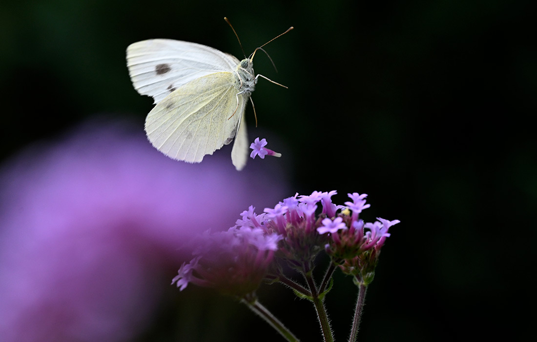 Бабочка в немецком Баден-Вюртемберге
