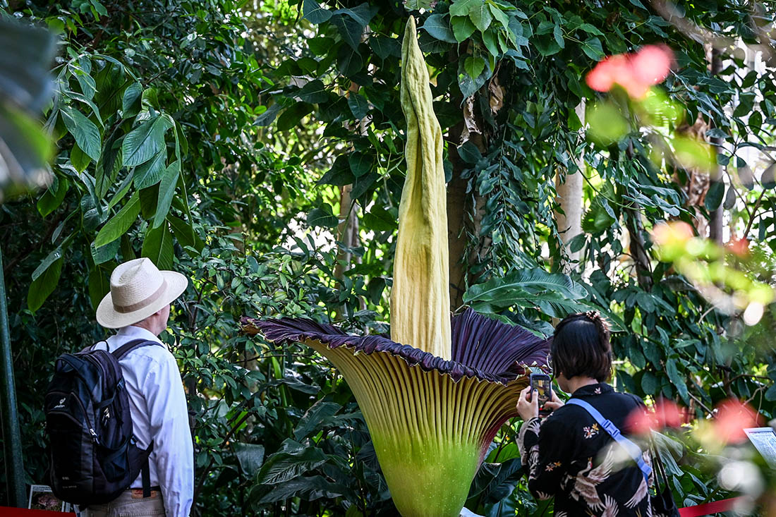 Аморфофаллус зацвел в ботаническом саду Берлина
