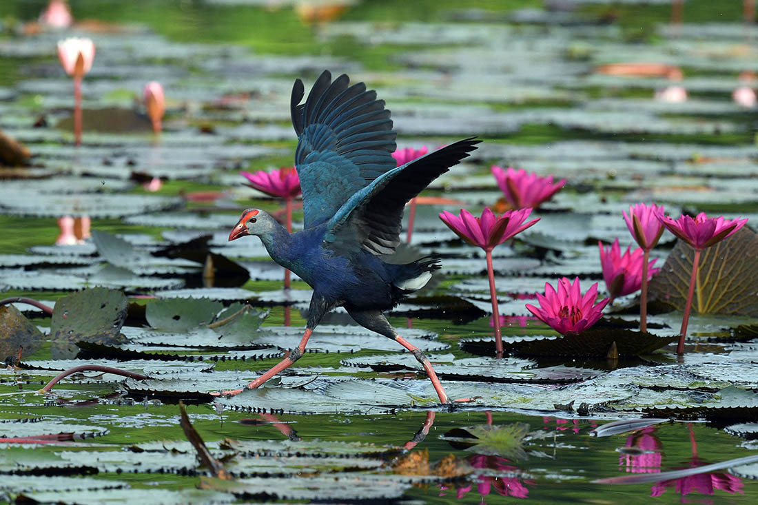 Каспийская султанка спешит по делам на Шри-Ланке