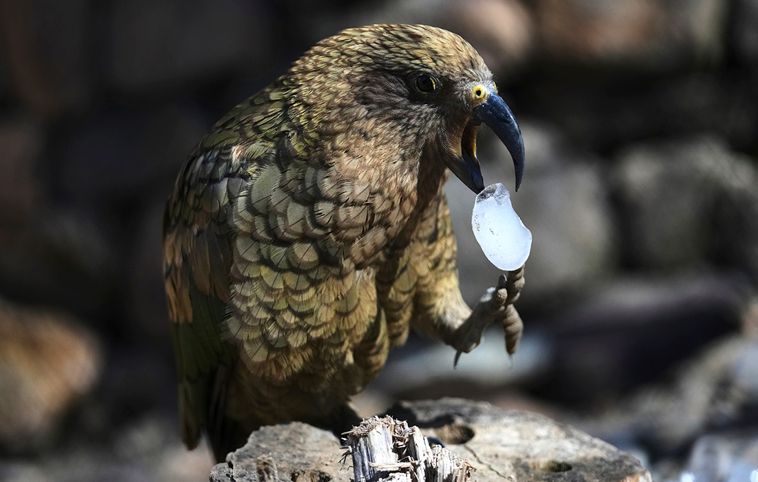 Прага, Чехия