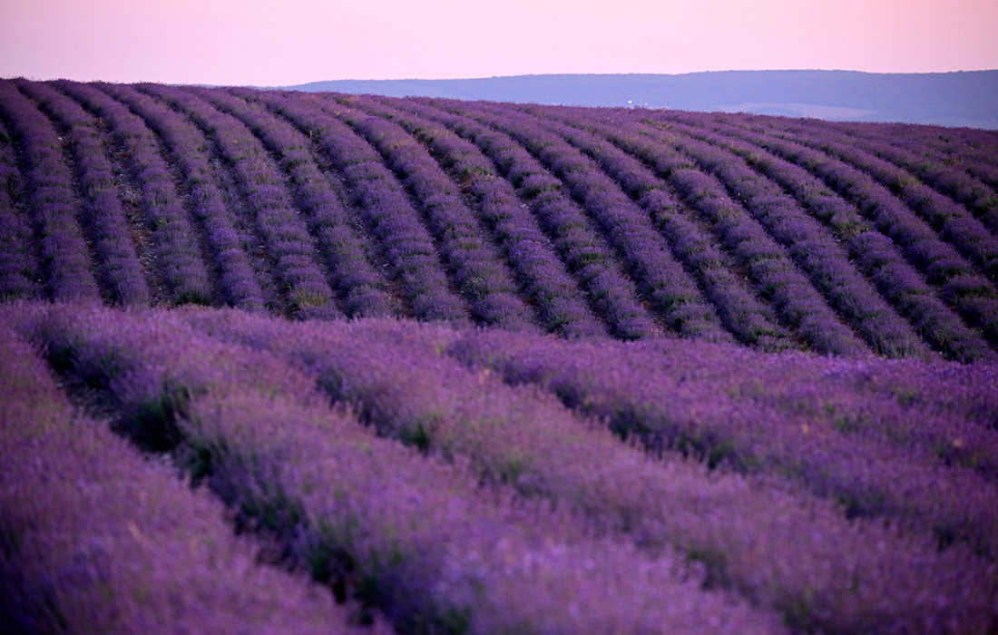 Плантация лаванды в Бахчисарайском районе в Крыму