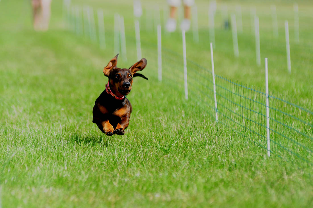 Забеги такс в Магдебурге