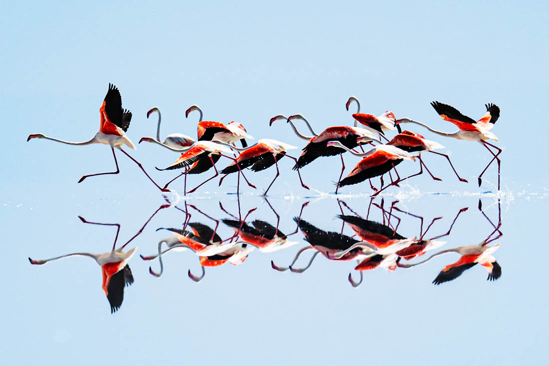 Фламинго на озере Туз в Турции