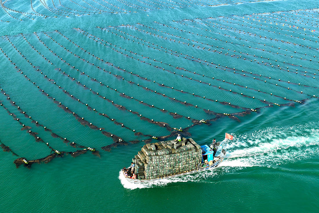 Сезон сбора урожая водорослей в Ронгчене в Китае