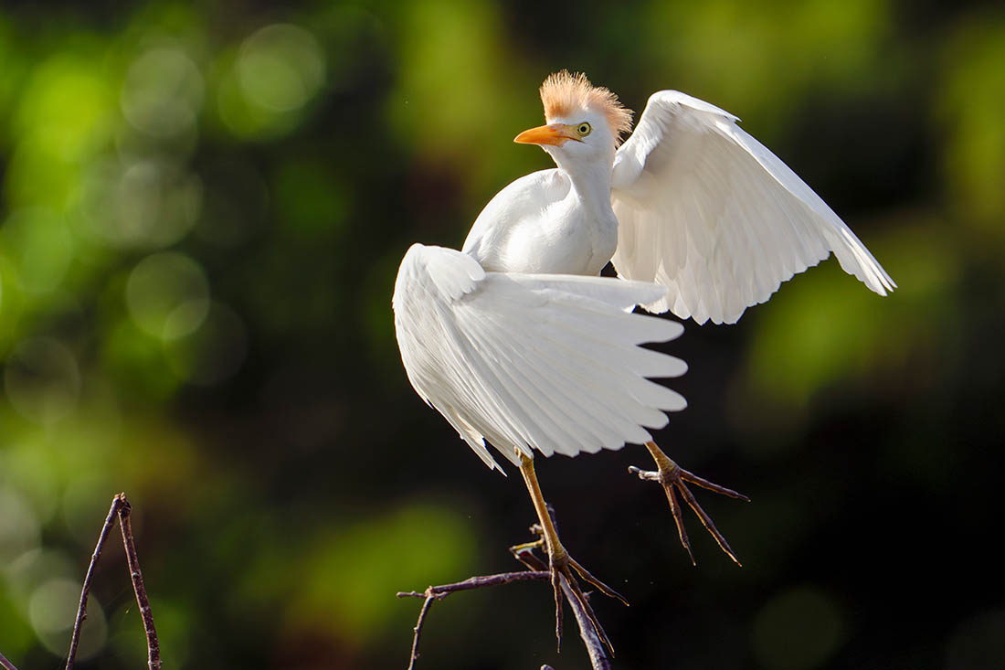 Цапля во Флориде
