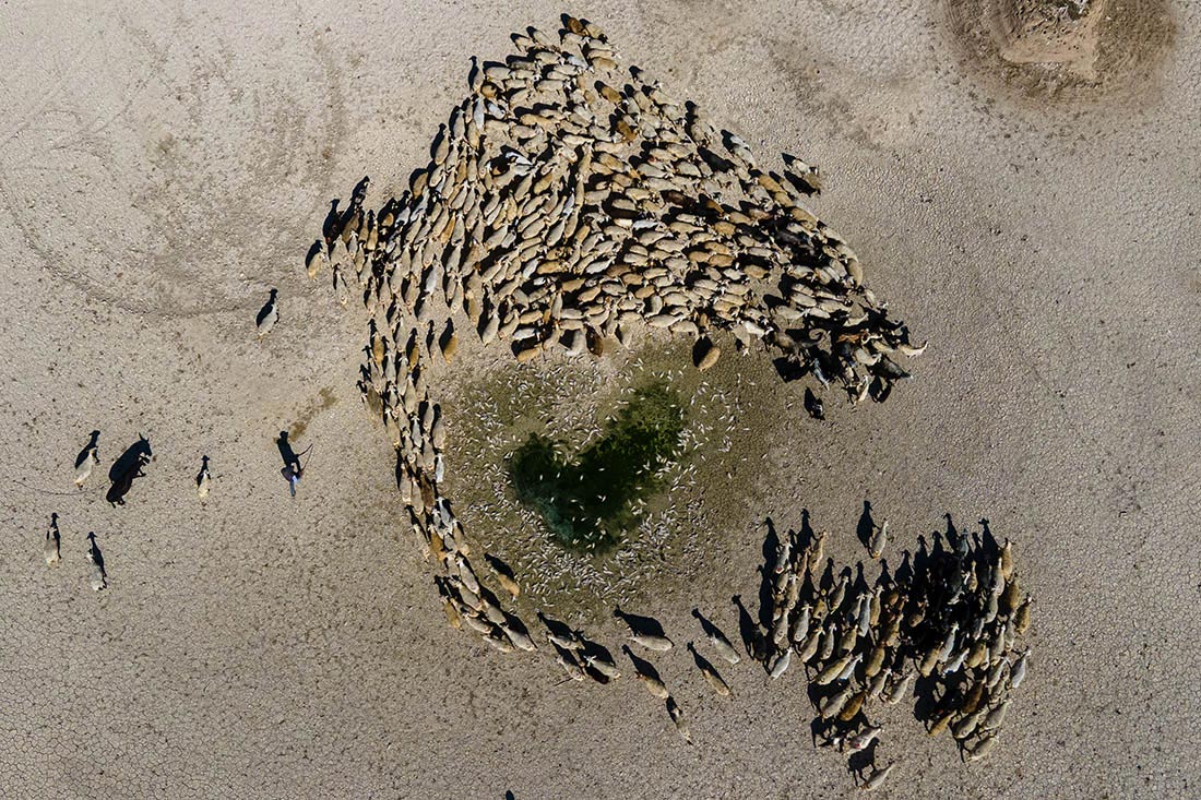 Рыба гибнет в пересыхающих турецких водоемах