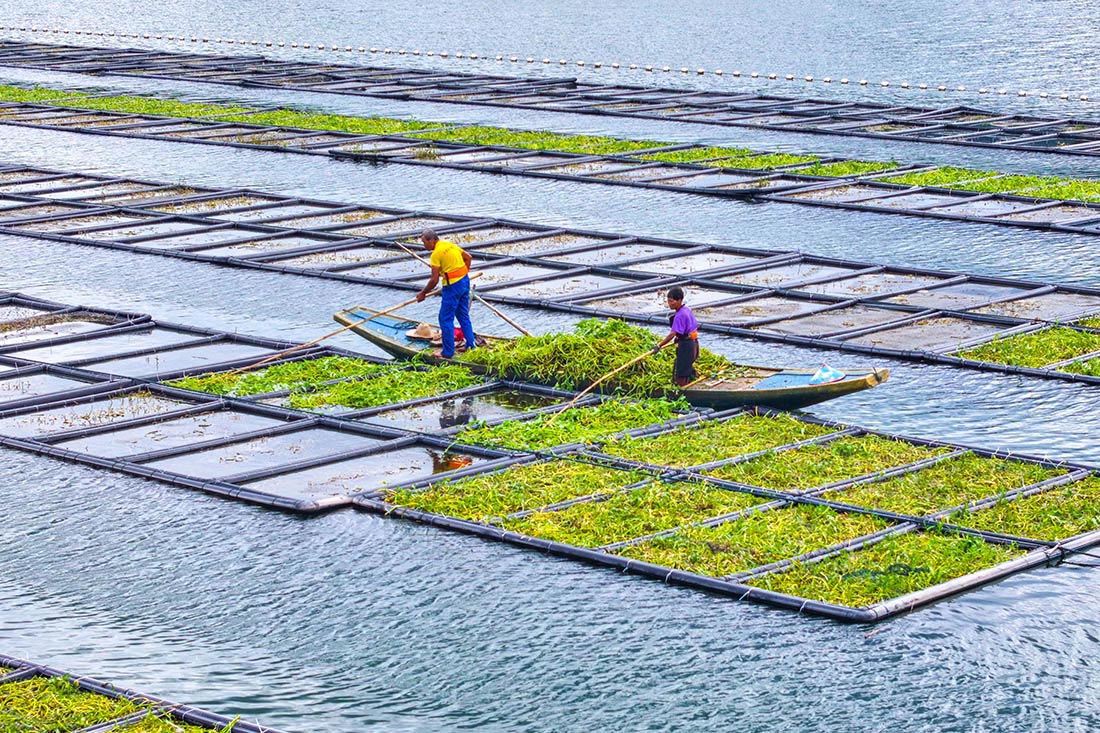Сбор урожая шпината на плавучих грядках в китайской провинции Чжэцзян