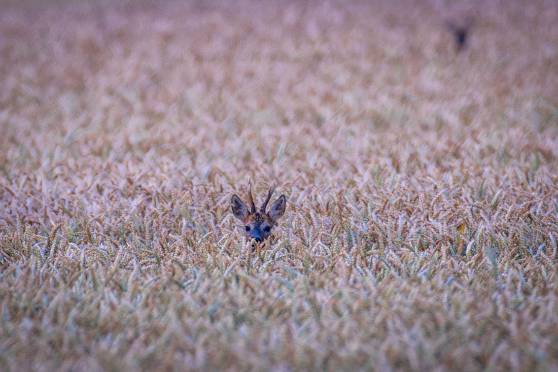 Олень в поле в Восточной Померании