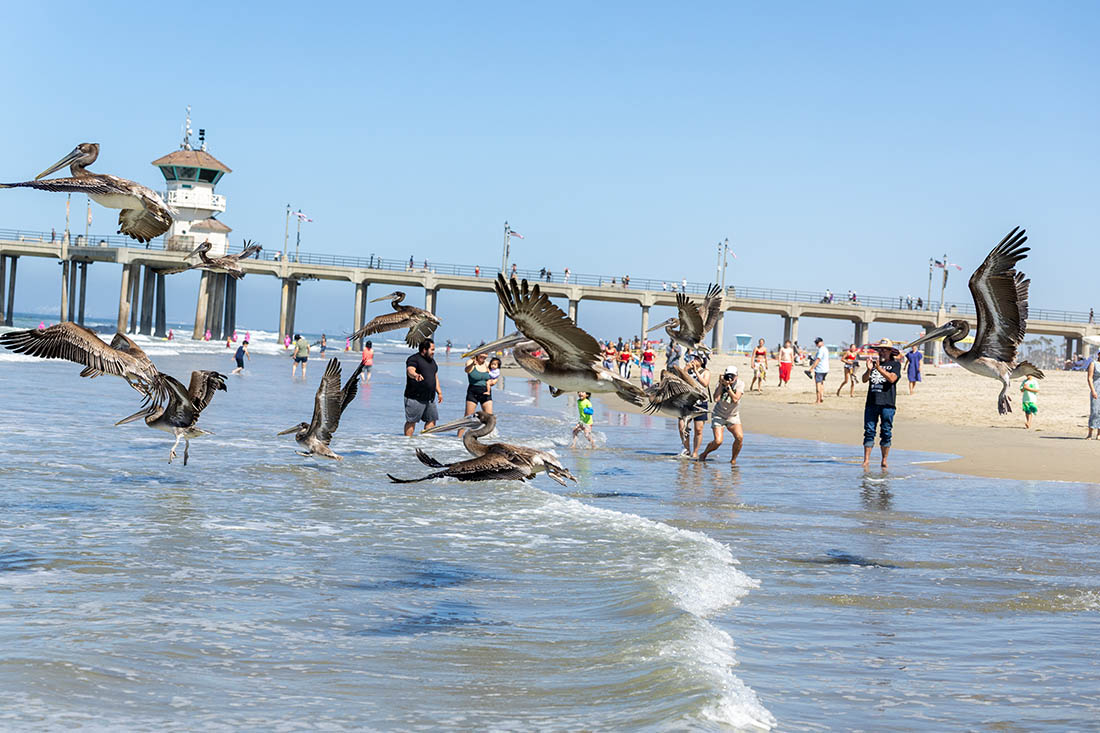Группу пеликанов выпустили на пляже в Лос-Анджелесе после лечения
