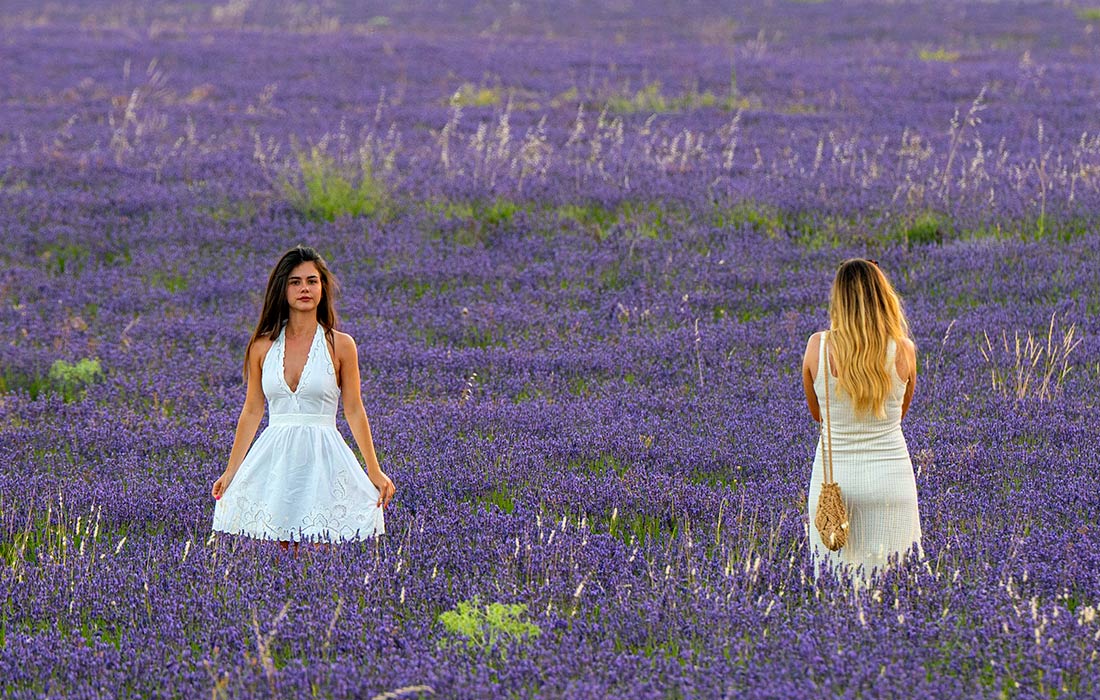 Лавандовые поля в испанском городе Бриуэга