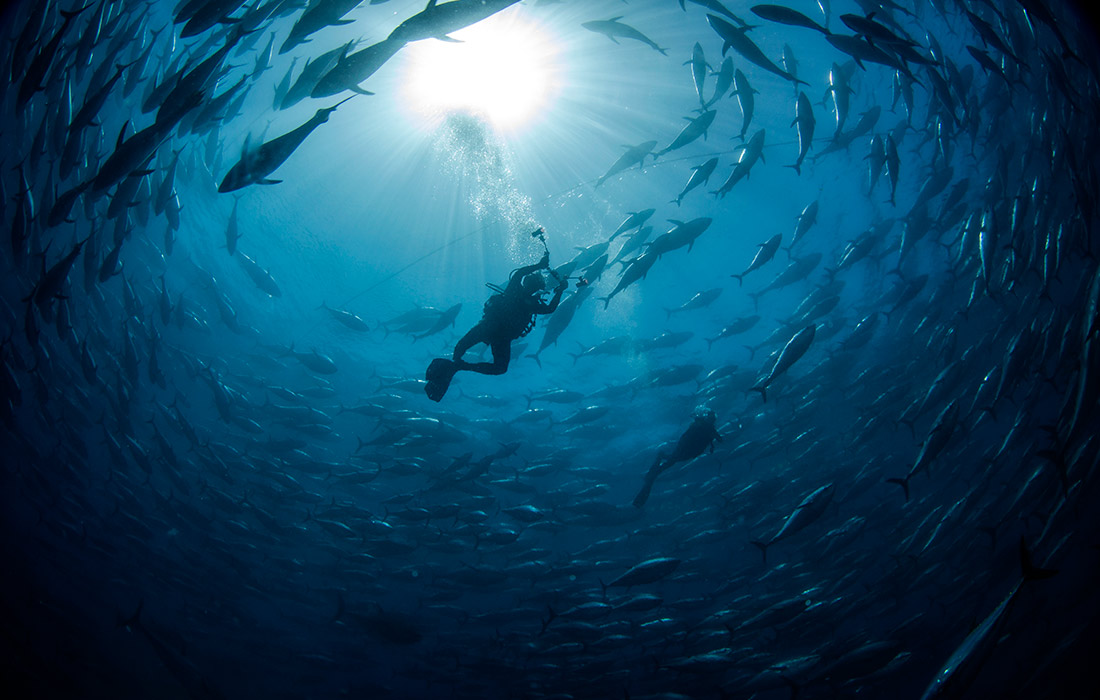 Дайвинг в проливе Чешме, Турция
